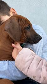 Stupendi cuccioli di razza Rhodesian Ridgeback