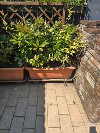Vasi con terra e piante