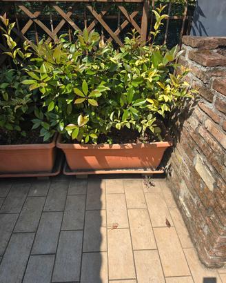 Vasi con terra e piante