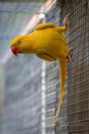 Parrocchetti dal collare