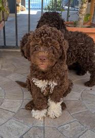 Lagotto Romagnolo
