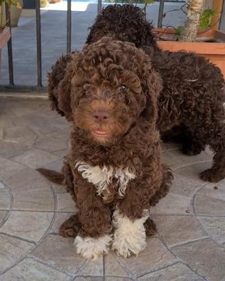 Lagotto Romagnolo