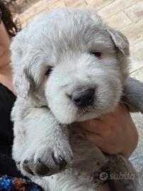 Cane da Pastore Abruzzese