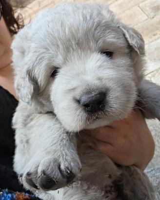 Cane da Pastore Abruzzese