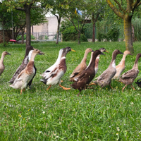 Anatre corritrici Indiane