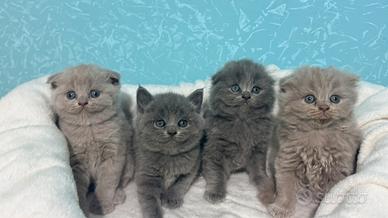 Gattini scottish fold/straight