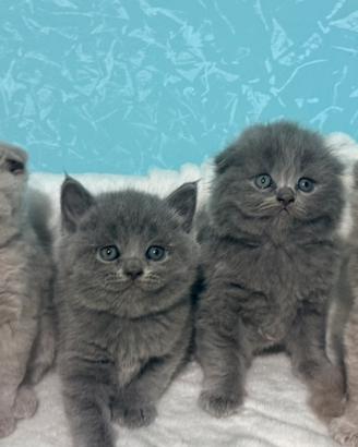 Gattini scottish fold/straight