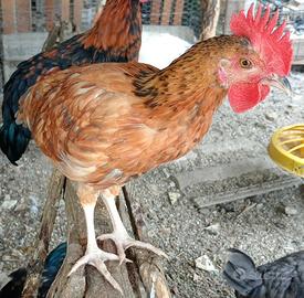 Galletti di Diverse Dimensioni e Colori