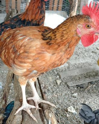 Galletti di Diverse Dimensioni e Colori