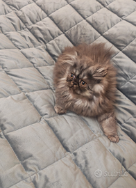 Gattini persiani ipertipico