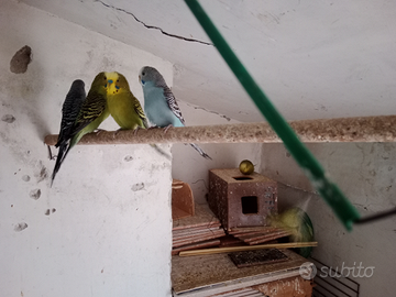 Cocoriti pappagallini