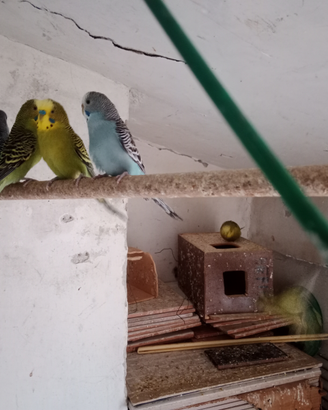 Cocoriti pappagallini