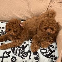 Cuccioli di barboncino