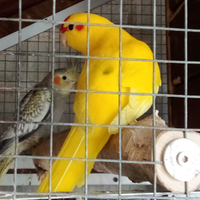 Kakariki maschio giallo