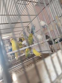 Blocco Cocorite