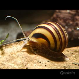 Asolene spixy