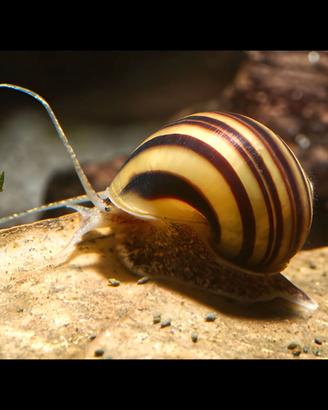 Asolene spixy