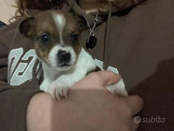 Cuccioli pinscher toy