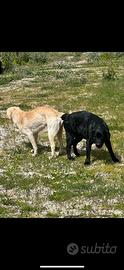 Labrador