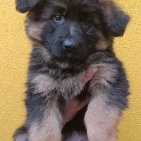 Cucciola pastore tedesco