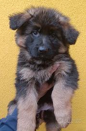 Cucciola pastore tedesco