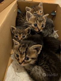 gattini Siberiani  