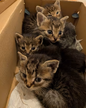 gattini Siberiani  