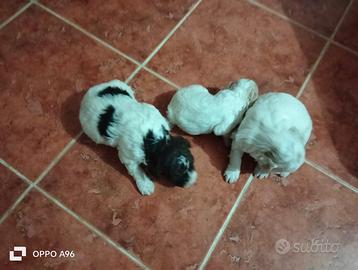 Cuccioli Lagotto