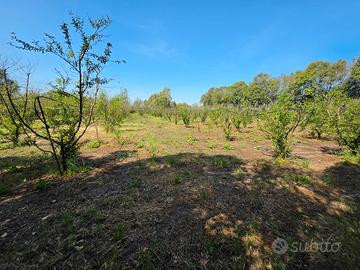 San Sperate. Pescheto di 5600mq