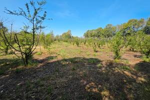 San Sperate. Pescheto di 5600mq