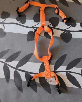 pettorina e guinzaglio mis.S colore arancione 