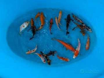 Carpa Koi laghetto