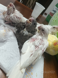 Calopsite allevati a mano