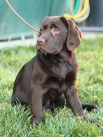 Cuccioli labrador chocolate