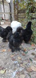 Moroseta silkie