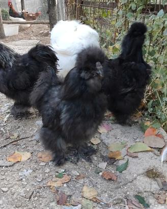 Moroseta silkie