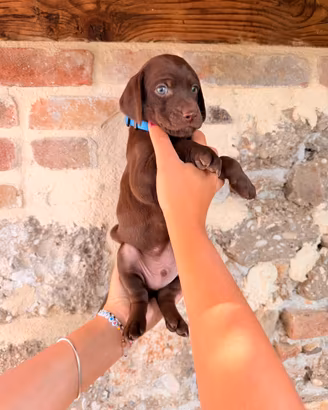 Cuccioli incrocio madre Vizsla
