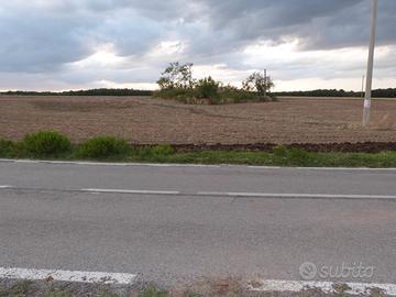 Basilicata TERRENO agricolo ha 4