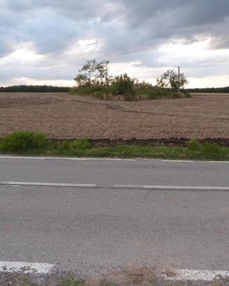 Basilicata TERRENO agricolo ha 4