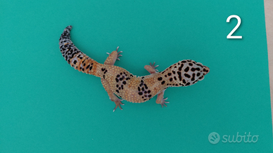Geco leopardino