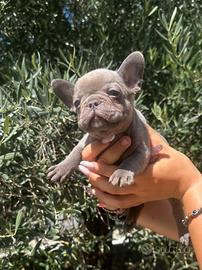 Bulldog francese