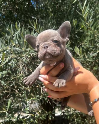 Bulldog francese