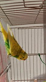 Pappagallino cocorita maschio