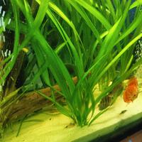 pianta acquario vallisneria