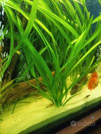 pianta acquario vallisneria