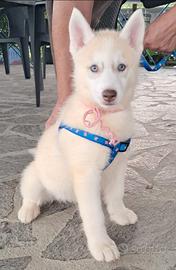 Cuccioli siberian husky età 3 e 5 mesi