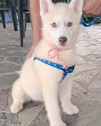 Cuccioli siberian husky età 3 e 5 mesi