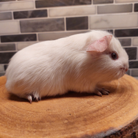 Cuccioli di cavia porcellino d'india