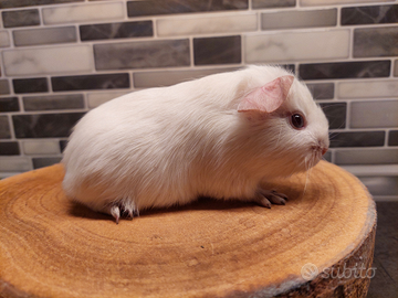 Cuccioli di cavia porcellino d'india