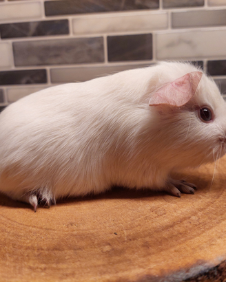 Cuccioli di cavia porcellino d'india